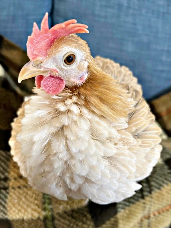 生後5カ月、すくすくと成長しているゴマちゃん（画像提供：ぴいちょさん）