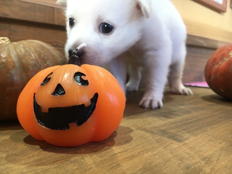 「大西アニモ」。早産で生まれた5頭のうち翌日まで生きていたのは、体が一番小さかったアニモだけでした