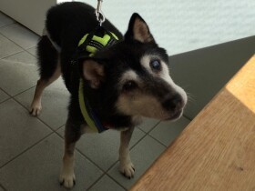 前庭疾患から回復した預かり犬のチョコ　あらたな新入り老犬に出会う
