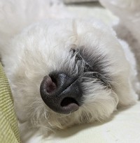 これがオートフォーカスを奪ったお鼻！（提供：イヌカワさん）