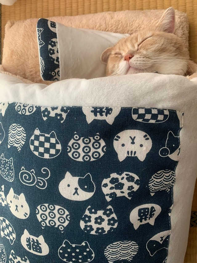 すやすや気持ちよさそう＝マンチカンのタケさん（@Taketter0924）提供