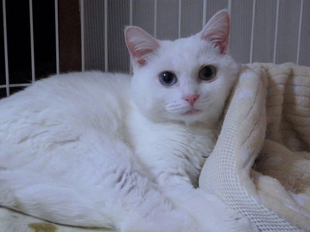 保護猫、ののちゃん。穏やかな顔つきが印象的。＝一般社団法人 ワニガメ生態研究所さん（@kanameogino）提供
