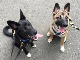 元野犬がとうとう譲渡！？　お世話をしていた預かりボランティアの複雑な気持ち