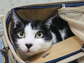 かくれんぼが大好きなハチワレ猫「蓮太」　特技は跳び蹴り　