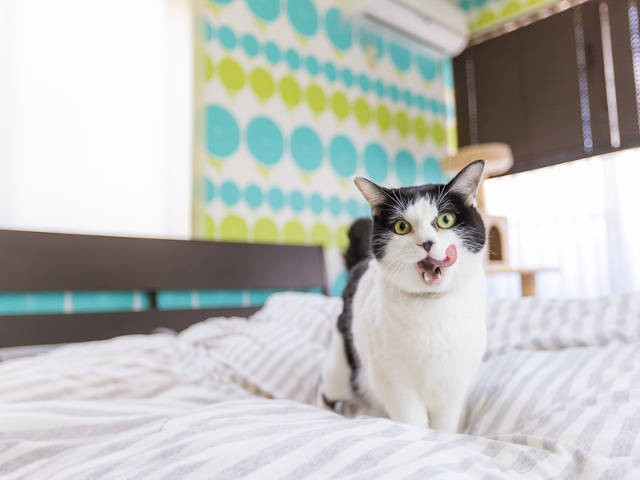 引っ越しとコロナ禍を機に 姉妹猫を迎え入れ そしたらセンパイ猫にモテ期到来 犬 猫との幸せな暮らしのためのペット情報サイト Sippo