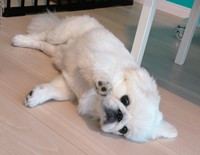 大きな瞳が可愛らしいちゃむちゃむくん（画像提供：賢犬ちゃむちゃむさん）