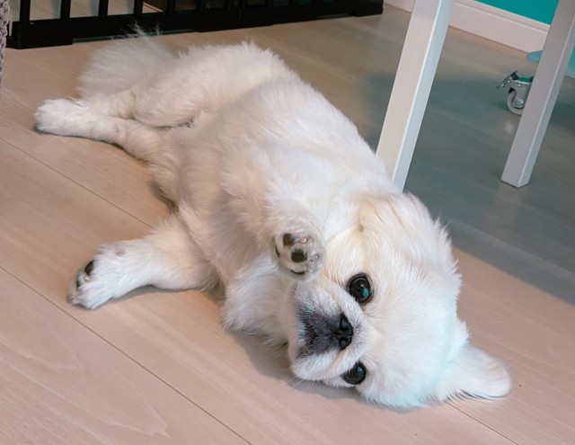 大きな瞳が可愛らしいちゃむちゃむくん（画像提供：賢犬ちゃむちゃむさん）