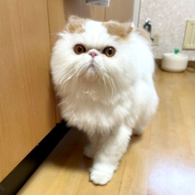 パッチリおめめがかわいらしいもけちゃん（画像提供：もけもけ@エキゾチックロングヘアさん）