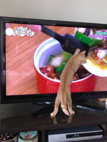 テレビに興味津々　「なにこれー」（なにその恰好）