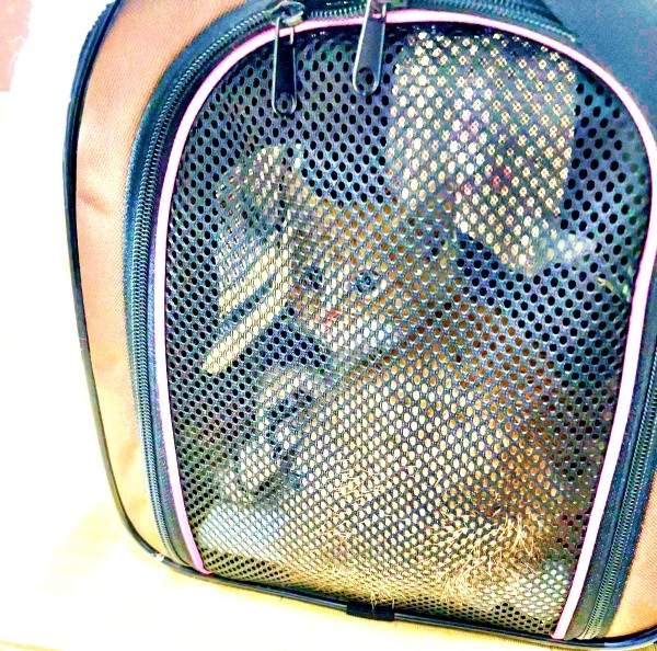 保護当時、生後2カ月ほどだった縁くん（画像提供：【かんざき屋】じゃきちゃんさん）