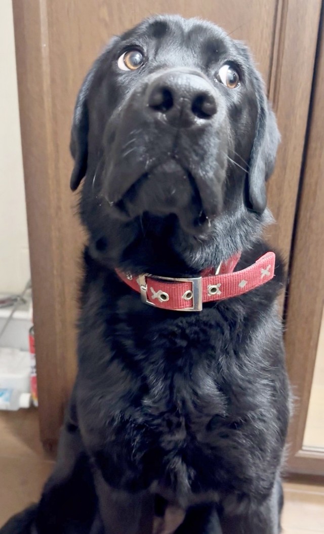 目を合わせようとしないノワールちゃん（画像提供：黒ラブNoir（ノワール）さん） (1)