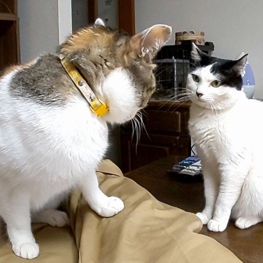 主権争いに火花を散らす