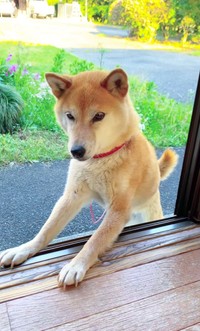 コロちゃんは穏やかで人懐っこい性格だそう／柴犬コロとA君の平凡な日常さん（@a_kun.koro）提供