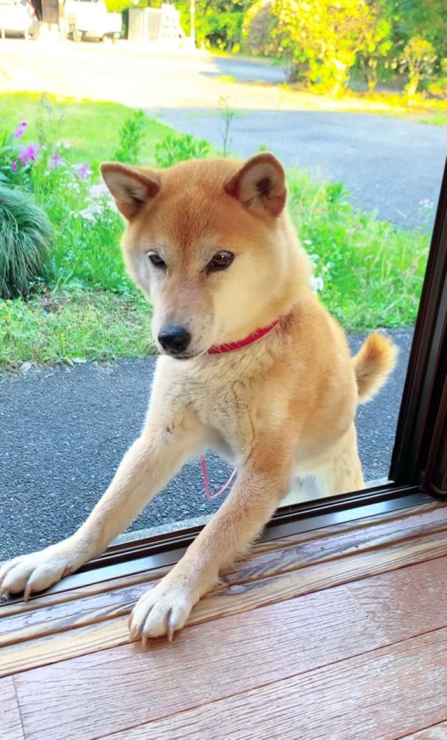 コロちゃんは穏やかで人懐っこい性格だそう／柴犬コロとA君の平凡な日常さん（@a_kun.koro）提供