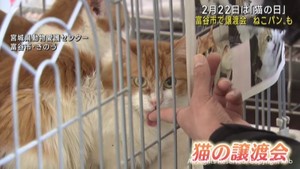 ２月２２日は猫の日　富谷市で保護猫の譲渡会　動物愛護寄付付きのねこパンも