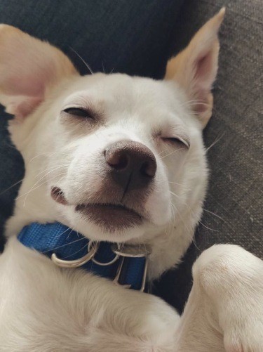 3本足のPickleちゃん。安心して過ごす姿に人間側が癒やしをもらいますね