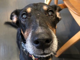 体は大きくても甘えん坊に変わりない　預かりボランティア、元猟犬との別れ