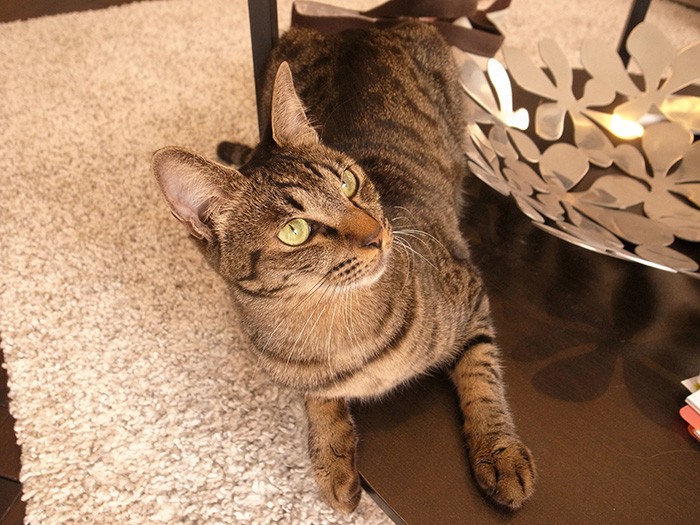 おもちゃを狙うモモちゃん