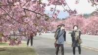 湊川の河津桜　見頃は3月中旬まで