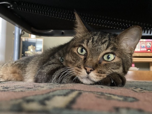 キジトラのぐるぐるくん。通称は「ぐうちゃん」