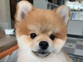 僕の髪形キマッてる？　生まれて初めてのトリミングをしたポメラニアン「ふじ」