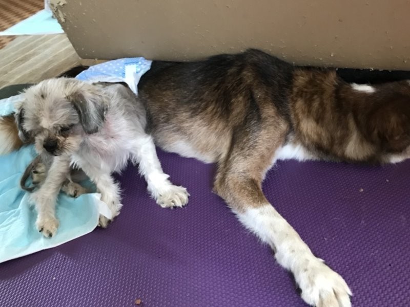 ペットホテルに預けられたまま処分寸前だった「うみ」（左）と長老同士で気が合う。「うみ」は１５歳でＹさん宅に来て、３年経つ今も元気。命について考えさせられる。