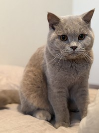 猫じゃらしで遊ぶのが大好きだという、もめんくん（画像提供：もめんさん）