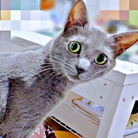 怪訝そうな表情を浮かべる風助くん（画像提供：kanaeさん）
