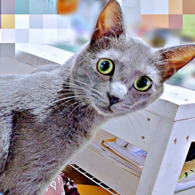 怪訝そうな表情を浮かべる風助くん（画像提供：kanaeさん）