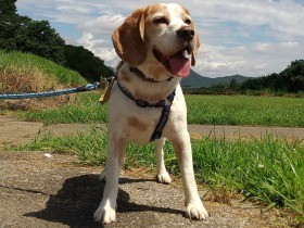 憧れのカラーとおっとり顔　ポンポン跳んで迎えてくれたビーグル「ぽんた」