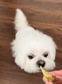 大好物だけど慎重に確認して…（かわいいぬさん提供）