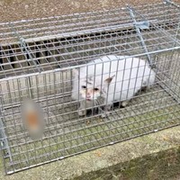 紆余曲折を経て、ようやく保護されたあめくん（画像提供：naoさん）