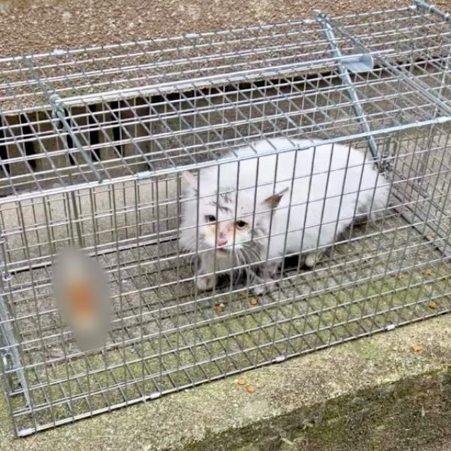 紆余曲折を経て、ようやく保護されたあめくん（画像提供：naoさん）