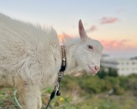 注目のヤギ除草とは？