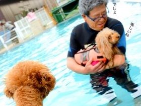 プードルがプールでス～イスイ♪②　水遊び前の準備