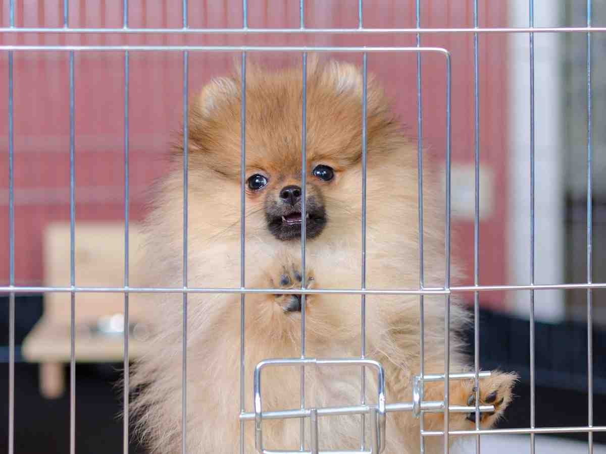 犬や猫の繁殖 販売業者の実態 ハードル低く 誰でもできる 犬 猫との幸せな暮らしのためのペット情報サイト Sippo