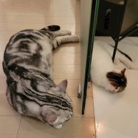 扉を隔てた場所でも見事なシンクロ寝！（提供：わらよも！アメショわらび&スコよもぎ さん）