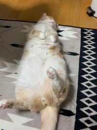 仰向けになるとこんな感じ＝マンチカンのタケさん（@Taketter0924）提供