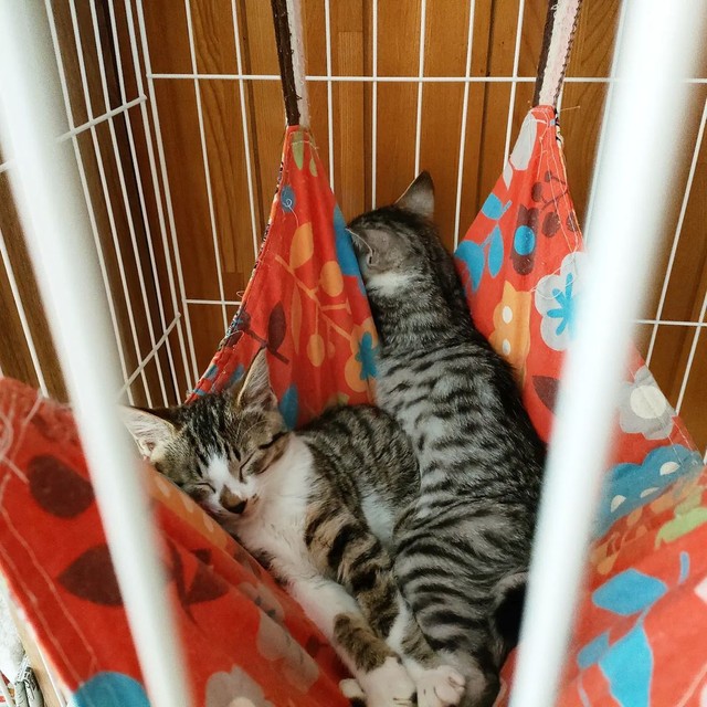 ハンモックから家族の様子を見守る