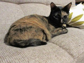 愛猫が内弁慶だった！　強気で命令する相手は、飼い主だけ