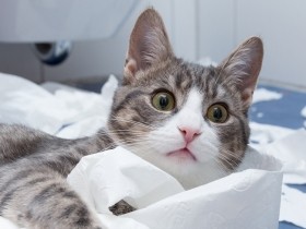 夜中に大運動会を繰り広げる猫たち　どうしたら静かにぐっすり眠ってくれる？