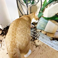 いたずらっ子発動！ 興味津々な様子のタルトくん（画像提供：ショコタルさん）