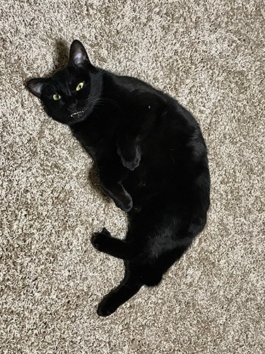 うらめしや～みたいなニコちゃんのおばけポーズ。口元に注目（さかざきさん提供）