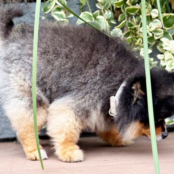 頭を垂れてもっと隠れようとするたろ吉ちゃん（画像提供：たろ吉（メスのポメ）の飼い主さん）