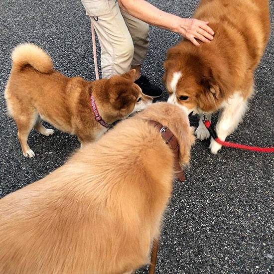 朝の散歩、近所のお友達に会ってご挨拶