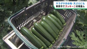 夏野菜ズッキーニの収穫盛ん　宮城・栗原市