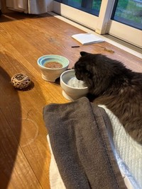 亡くなる2日前。後ろ足がほとんど動かないが、自分で水を飲むジャック。