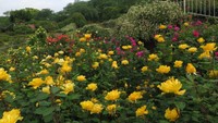 150種類のバラが見頃　半田山植物園が春の彩り　岡山