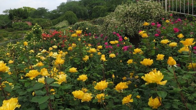 半田山植物園で150種類600本のバラが見頃　岡山