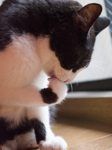 ひなたでお手入れ（小林写函撮影）